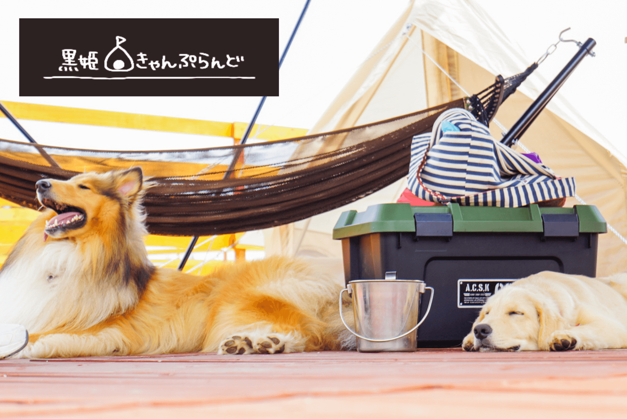 長野の高原キャンプ場「黒姫きゃんぷらんど」2025シーズン営業開始!オープンキャンペーンでりんご薪プレゼント実施★