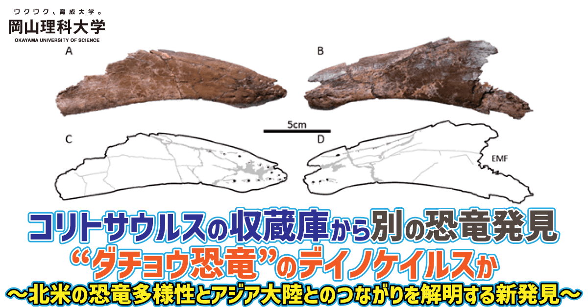 【岡山理科大学】コリトサウルスの収蔵庫から別の恐竜発見 “ダチョウ恐竜”のデイノケイルスか