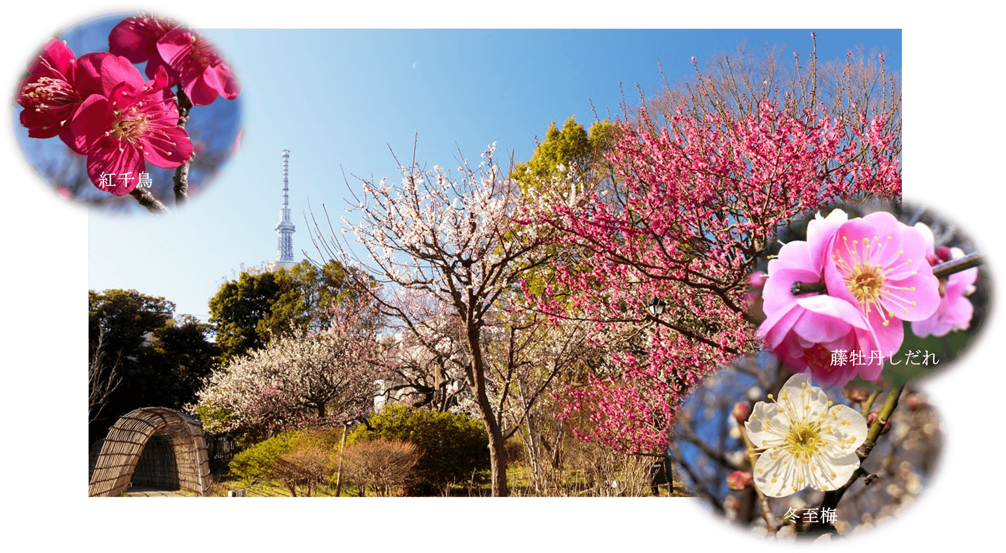 2/7(土)~3/1(日)【向島百花園】『梅まつり』開催!~梅花彩る江戸花屋敷~