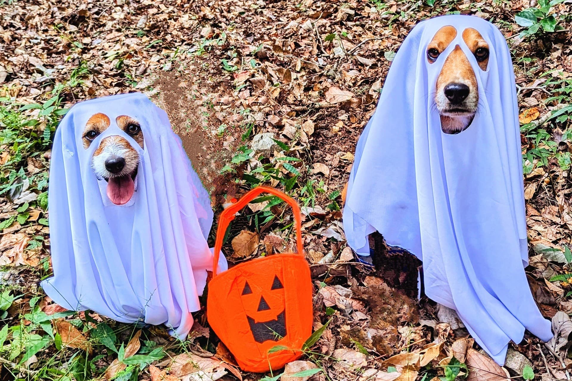 【愛犬×ハロウィン】おばけワンコの仮装パーティー開催! 箱根の愛犬と泊まれるホテルにて|2025年10月