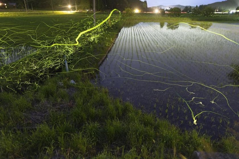 星蛍の幻想を切り撮る 宿泊プランを実施