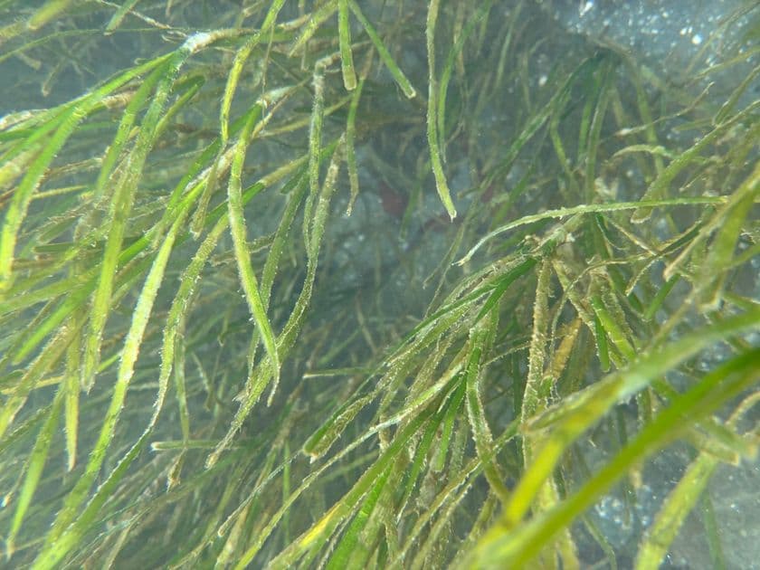 浜名湖のアサリ復活の鍵を握る海草「アマモ」
見学体験商品販売開始と報道機関向け体験会を開催