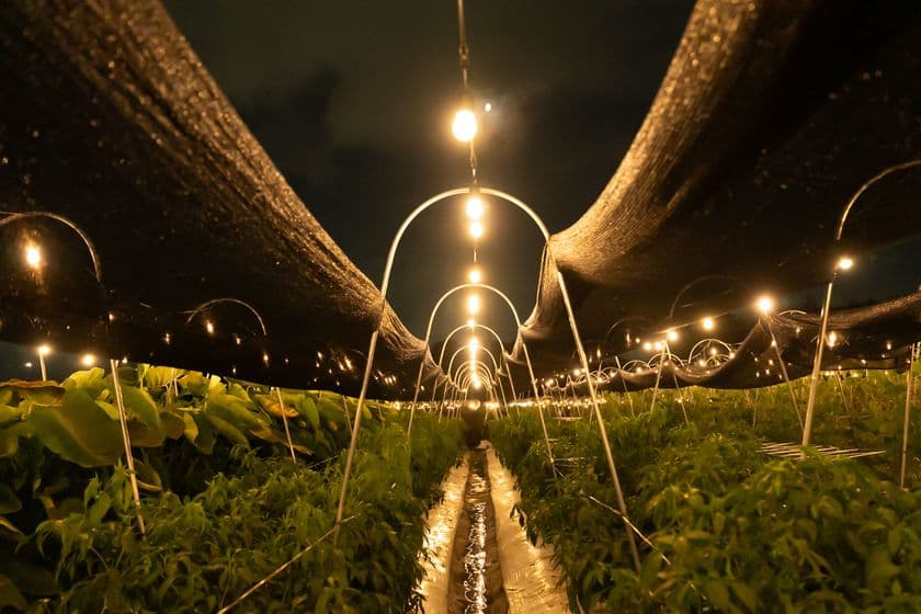 20代中心の農業集団が手がける、
夜の農業体験イベント「ナイトファーム」
京都・大原野で7月1日から開催
約1,000球のイルミネーションのもと
京野菜の収穫や石窯ピザ作りを体験