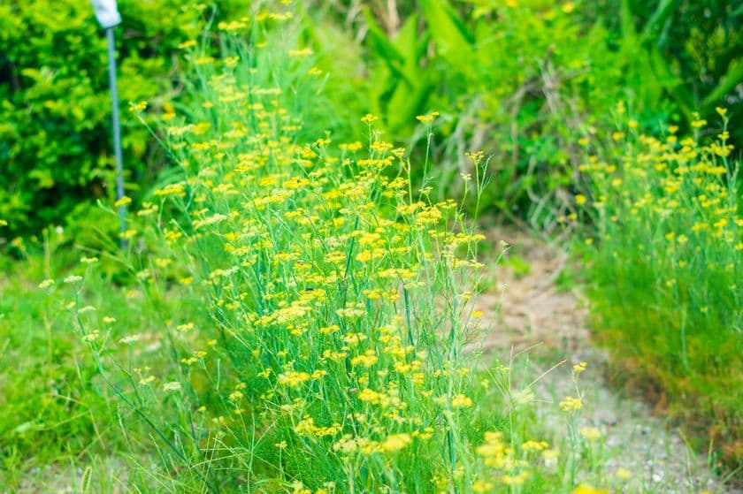 沖縄県初のクラフトアブサン「kagan Vol.02」
2025年6月18日新発売