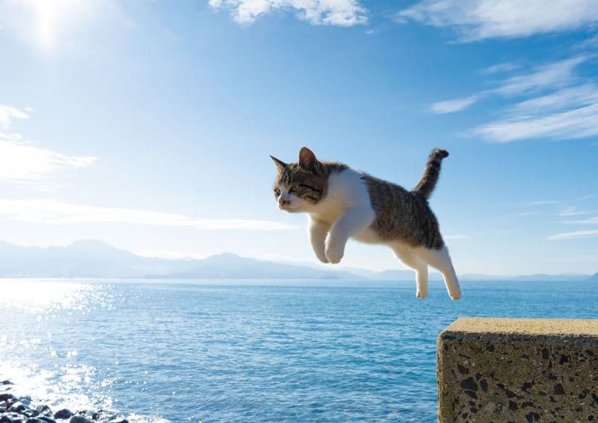 愛知県初開催!写真家 五十嵐 健太の飛び猫10周年記念
「飛び猫写真展」を6月25日から名古屋栄三越で開催