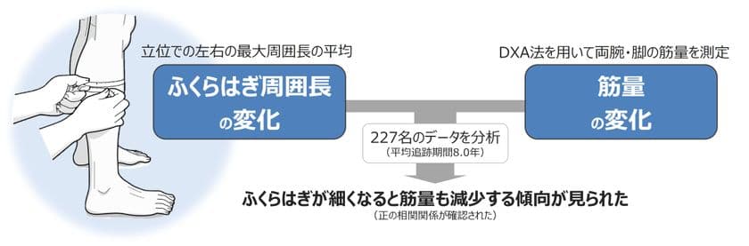 ふくらはぎが細くなったら筋量減少のサイン
世界初!ふくらはぎ周囲長の変化と
筋量の変化の関係性を縦断的に検討