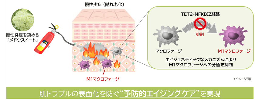 “隠れ老化”である慢性炎症の鎮静に植物でアプローチ(1)