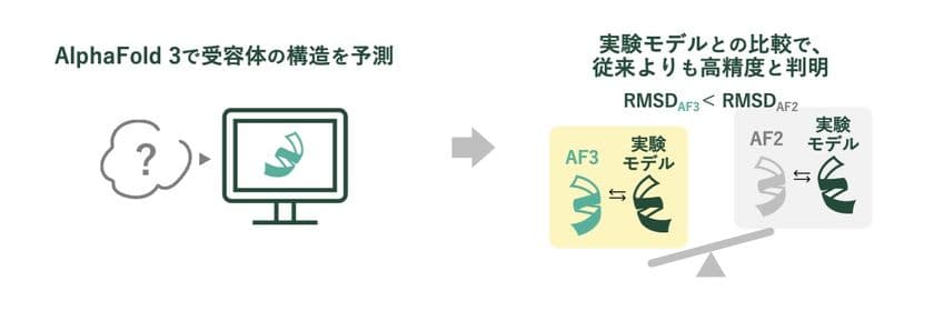 苦味受容体の構造をAIで高精度予測 
AlphaFold 3による25種類のヒト受容体の構造解析に成功