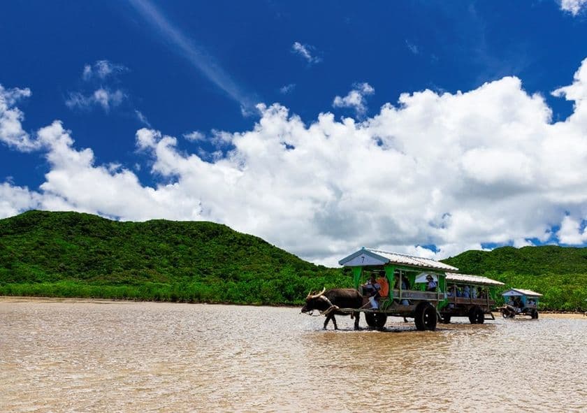 水牛車のDX化
「由布島」へ渡る「由布島水牛車定期便」のオンライン予約が
ジョルダン予約在庫管理サービス「ReservNation」で可能に!
