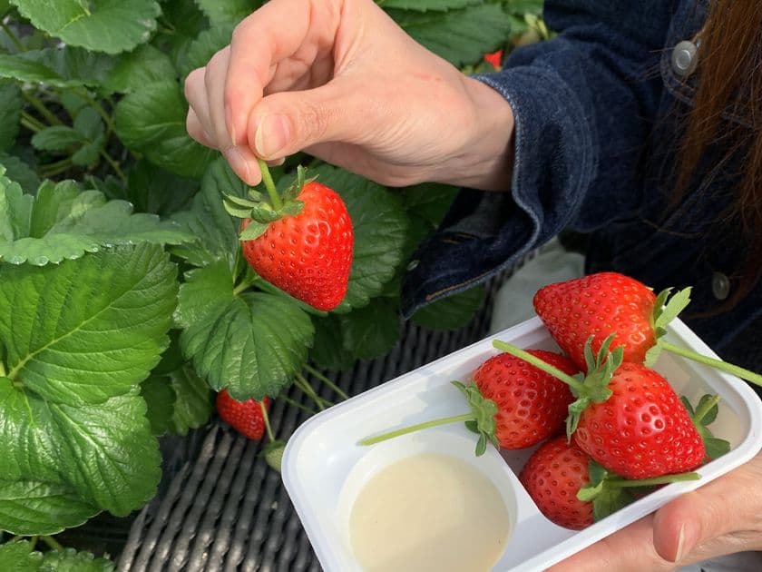 甘くてジューシーな"いちご"を満喫!日光で人気の 
「いちご狩り×グランピングBBQプラン」2025年版が登場!