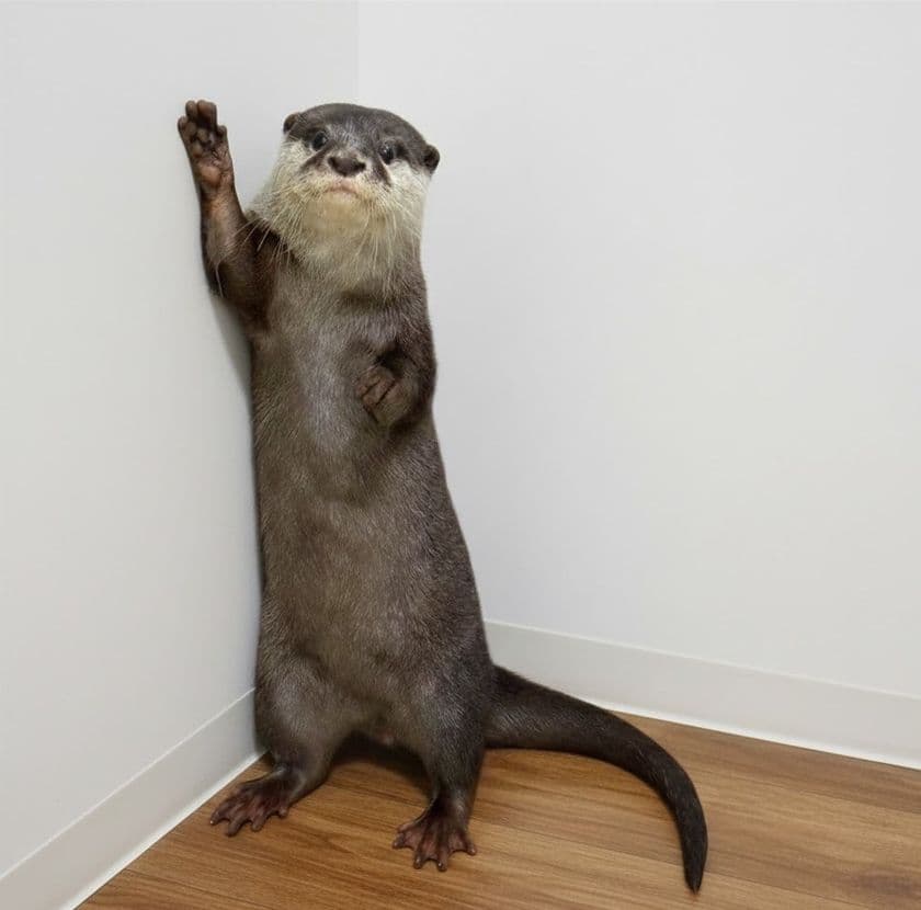 あなたの街でカワウソさんを育ててみませんか?
カワウソと共に地域活性化プロジェクト