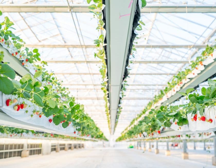 「the BERRY YOKOHAMA」が12月13日より
今シーズンのいちご狩りを開始!
昨季11,448名来場の人気いちご狩り、年末年始も特別営業