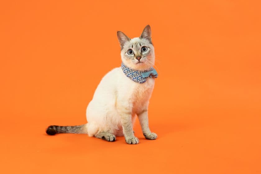 写真家 五十嵐 健太の飛び猫10周年記念
「島猫そらら写真展」を12月20日から北千住マルイにて開催