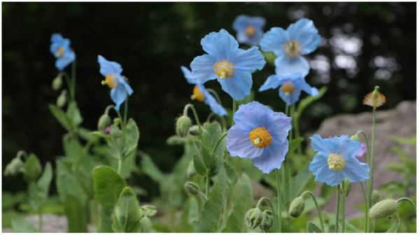 六甲高山植物園 神秘の花 ヒマラヤの青いケシ が見頃を迎えました 阪神電気鉄道株式会社のプレスリリース