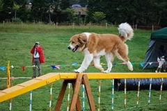 (2)ギャンブラー・アジリティ大会