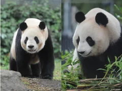 東京都恩賜上野動物園