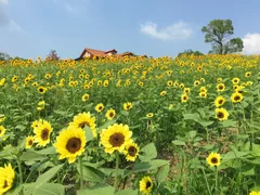 ハーベストの丘ひまわり畑