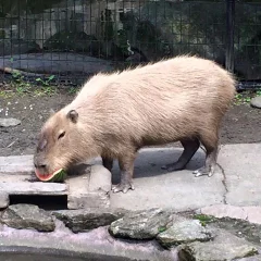 長崎バイオパーク「トク」前回のすいか早食い競争の様子