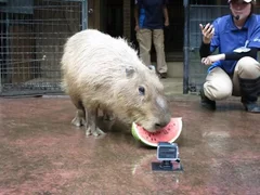 埼玉県こども動物自然公園「彦馬」前回のすいか早食い競争の様子