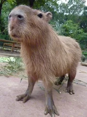 埼玉県こども動物自然公園「彦馬」