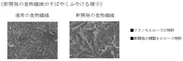 新開発の食物繊維がすばやくふやける様子