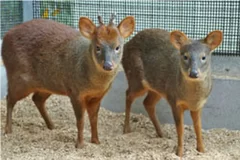 日本初公開を待つプーズー（提供：埼玉県こども動物自然公園）