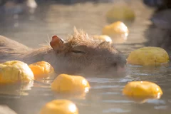 元祖カピバラの露天風呂 ～ゆず湯～ 1