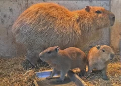 カピバラの赤ちゃん誕生