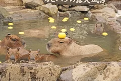 元祖カピバラの露天風呂 ～ゆず湯～ 2