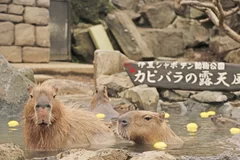 元祖カピバラの露天風呂 ～ゆず湯～ 4