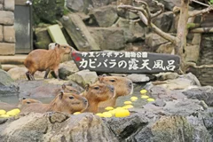 元祖カピバラの露天風呂 ～ゆず湯～ 5