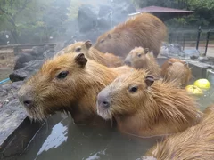 カピバラの露天風呂＜埼玉＞