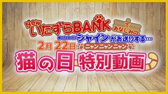 「ネコノミクスの効果、体感してますか？」　“猫の日”に向けたPVで猫たちに街頭インタビュー