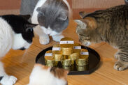 2月22日は「猫の日」に因んで猫カフェ「猫家」大宮店がグリーンにゃんぼ！宝くじをスタート　“ゴォクゴォク”ミルク、まねき猫の記念ニャ真で運気アップ！