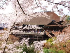 嵐山、清水寺、金閣寺、東寺　観光バスツアー 山と川に囲まれた景勝地嵐山散策と寺社巡り