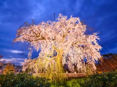 京のライトアップ夜桜　祇園しだれ桜と高台寺・清水寺