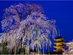 京のライトアップ夜桜　東寺“不二桜”と二条城清流園