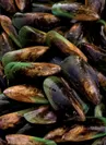 LIVE MUSSELS