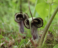 六甲高山植物園 変わった形の植物を大特集 珍奇植物展 ユキモチソウとその仲間たち 4月22日 土 スタート 阪神電気鉄道株式会社のプレスリリース