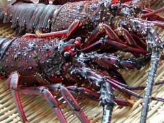 伊勢海老はお造りと鬼殻焼きで