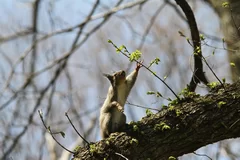 《新芽を食べようと手を伸ばすニホンリス》2013年　西村 豊 (C)Yutaka Nishimura