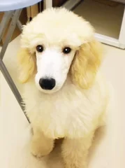 店長犬 アクアくん