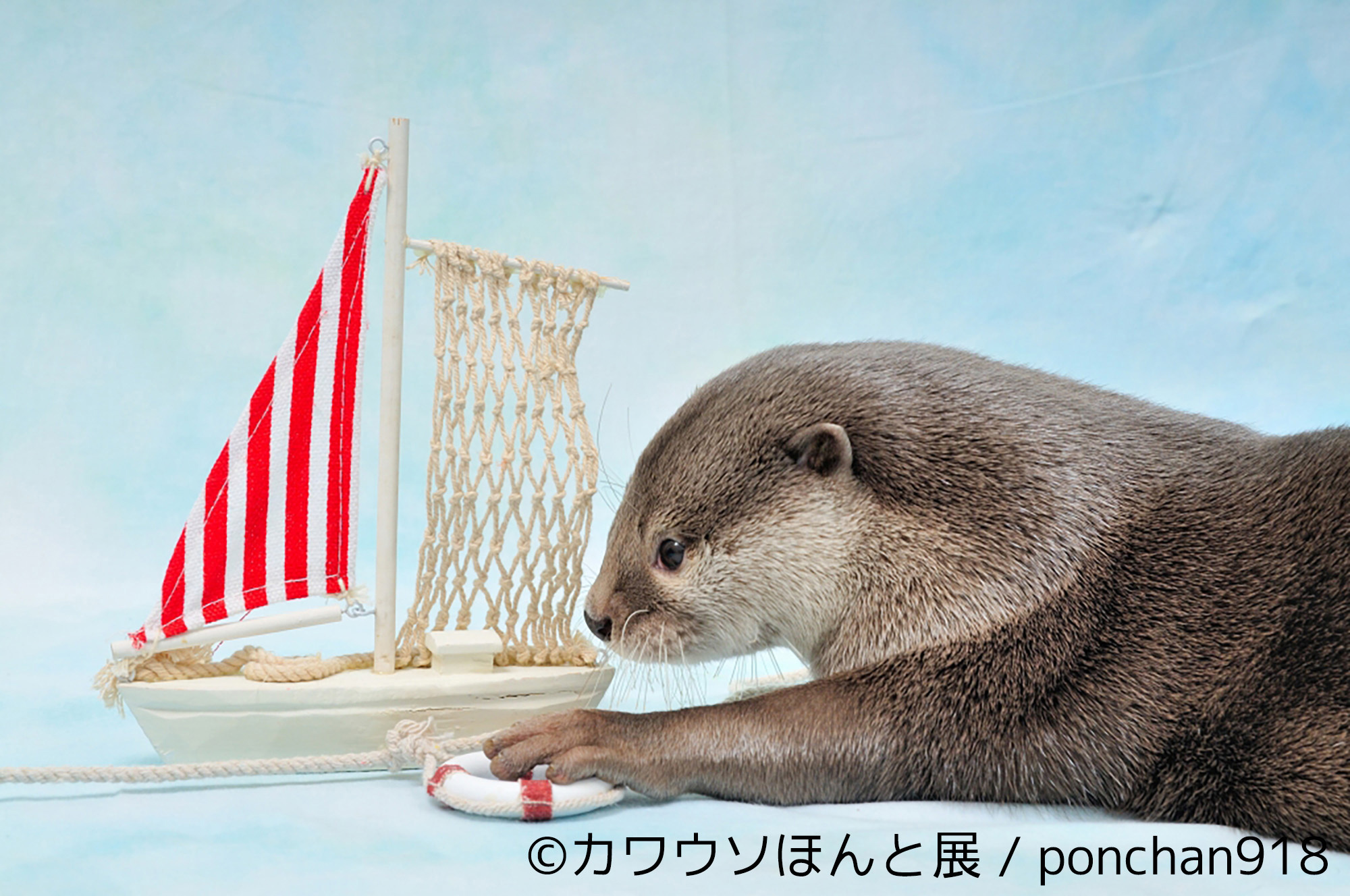 Sns人気上昇中 カワウソ 尽くしの企画展 写真 動画から限定グッズまで集合 7月7日 23日開催 株式会社baconのプレスリリース