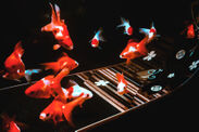 夏を彩る高級金魚が和硝子の中で幻想的に泳ぐ　ガラスアートの展示会、8月1日から名古屋で開催