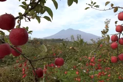 りんごと岩木山