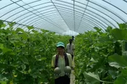 近畿大学農学部学生による「バンビーナ」の収穫風景
