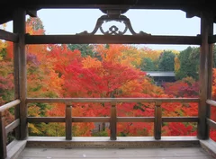 東福寺 紅葉