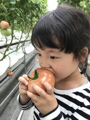 石川県内で業務スーパーを9店舗展開するモアショップヤマモトが自社農園「トレジャーふぁーむ」でトマトの収穫を開始