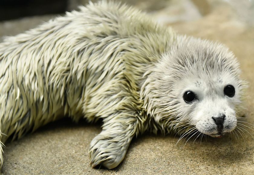 ゴマフアザラシの赤ちゃんが生まれました♪
大切に赤ちゃんを育てています