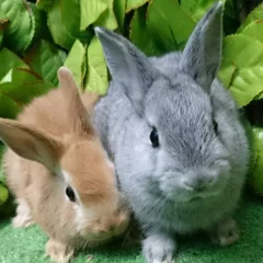 移動動物園のうさぎ